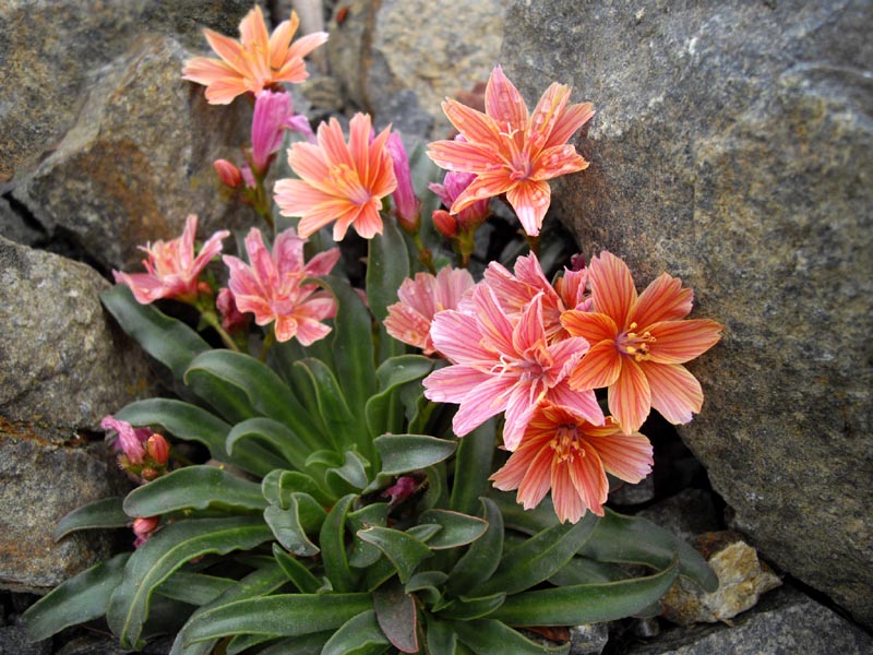 Lewisia longipetala 'Little Plum' en fleurs dans un substrat très minéral